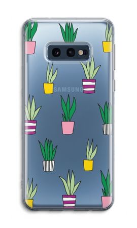 Sanseveria