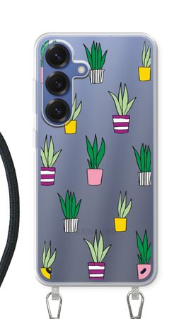 Sanseveria