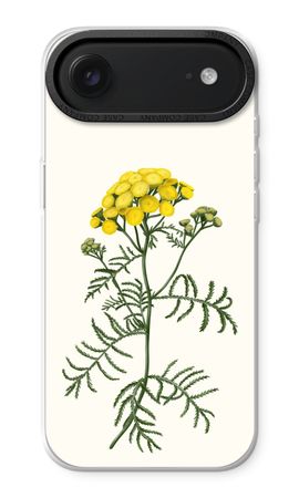 Tansy