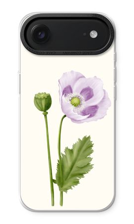 Purple poppy