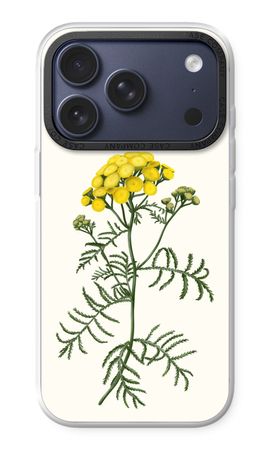 Tansy