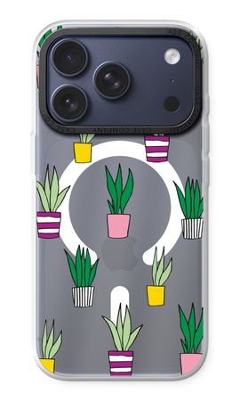 Sanseveria