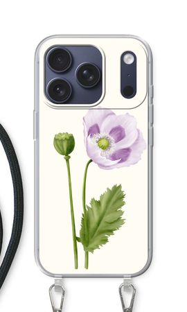 Purple poppy