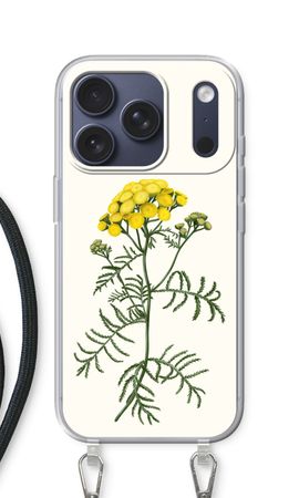 Tansy