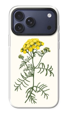 Tansy