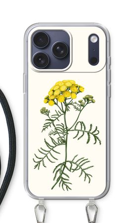 Tansy