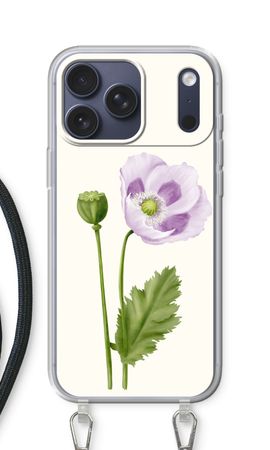 Purple poppy