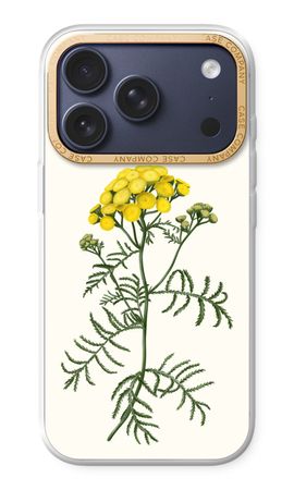 Tansy