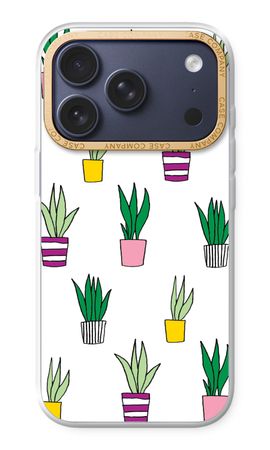 Sanseveria