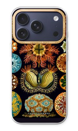 Haeckel Ascidiae