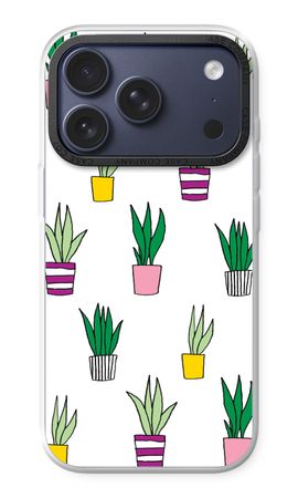 Sanseveria