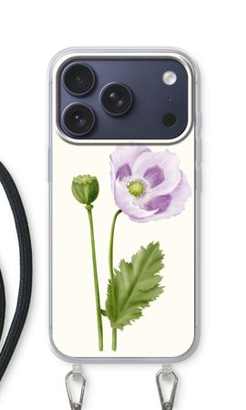 Purple poppy