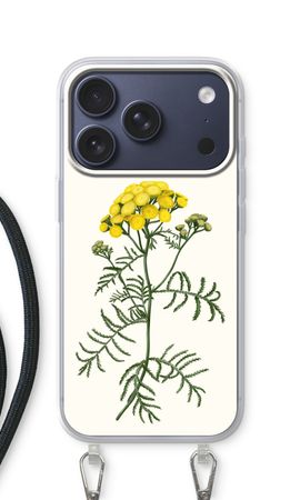 Tansy