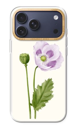 Purple poppy