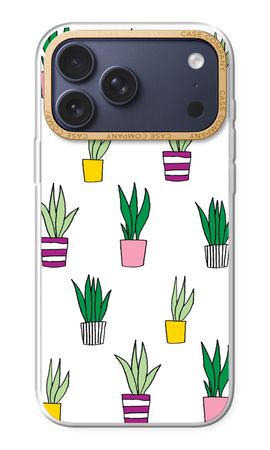 Sanseveria