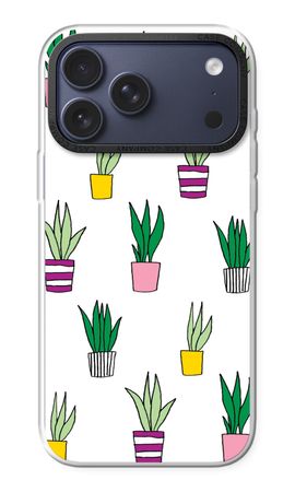 Sanseveria