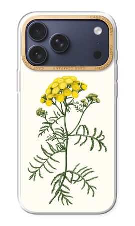 Tansy