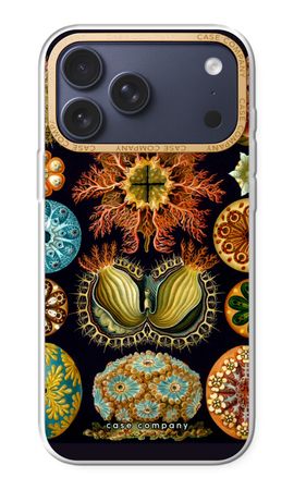 Haeckel Ascidiae