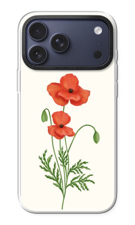 Red poppy