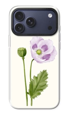 Purple poppy