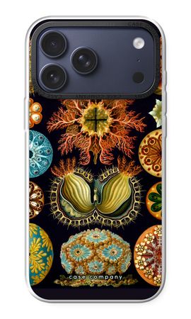 Haeckel Ascidiae