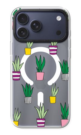 Sanseveria
