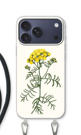 Tansy