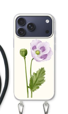 Purple poppy