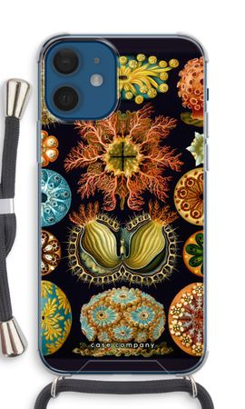 Haeckel Ascidiae