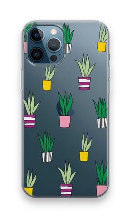 Sanseveria