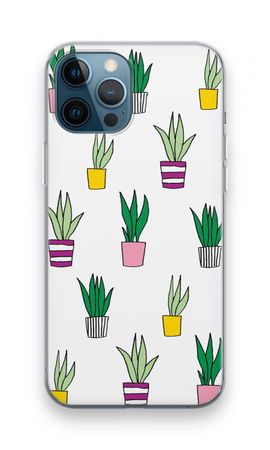 Sanseveria