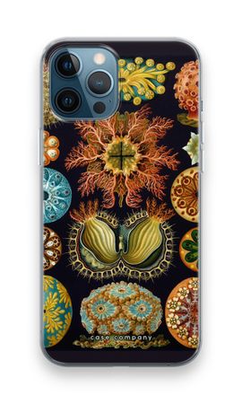 Haeckel Ascidiae