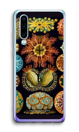 Haeckel Ascidiae