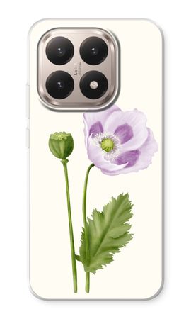 Purple poppy