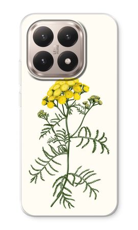 Tansy