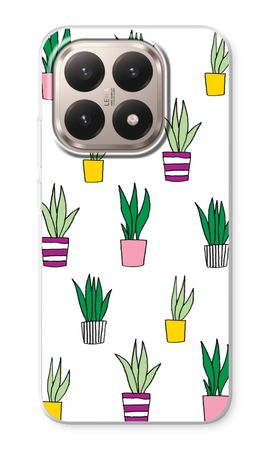 Sanseveria