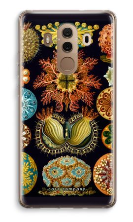 Haeckel Ascidiae