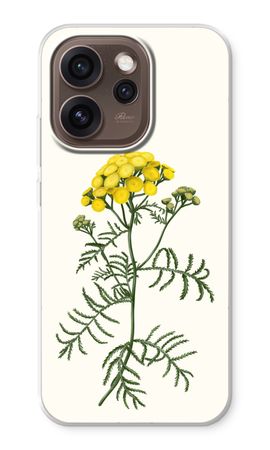 Tansy