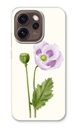 Purple poppy