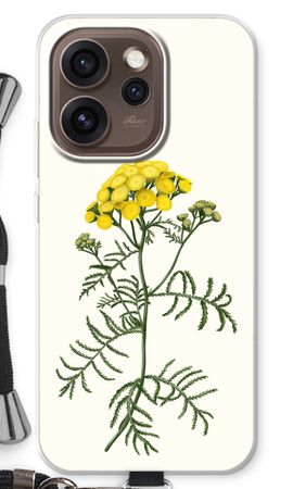 Tansy