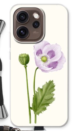 Purple poppy