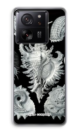 Haeckel Prosobranchia