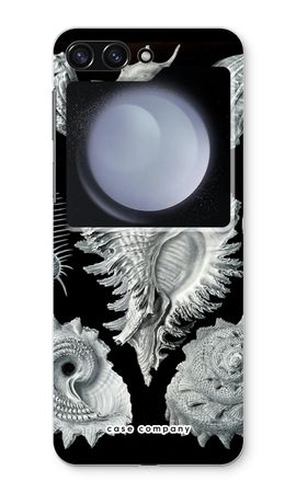 Haeckel Prosobranchia