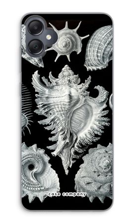 Haeckel Prosobranchia