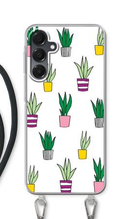 Sanseveria