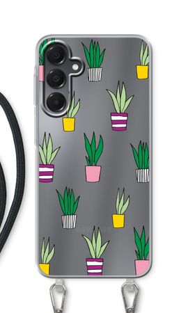 Sanseveria