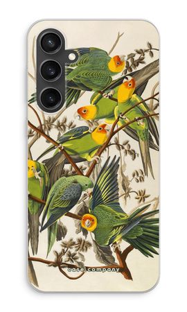 Carolina Parrot