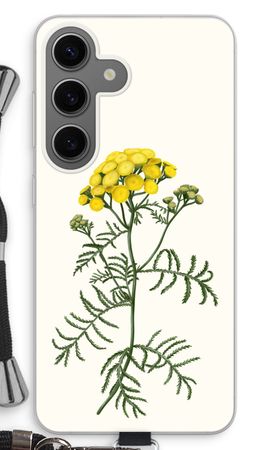 Tansy