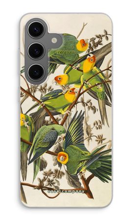 Carolina Parrot