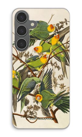 Carolina Parrot